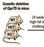 Importanti novità sulla genetica dell'obesità